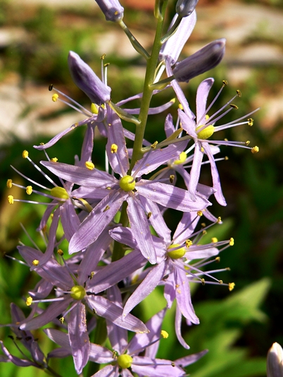 {Camassia scilloides}